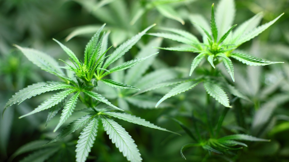 Maconha