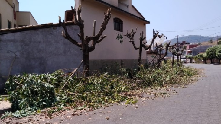 Moradores do bairro Quitandinha promovem poda drástica ilegal no Dia da Árvore
