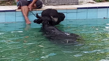 Bombeiros Militares resgatam búfalo após cair em uma piscina