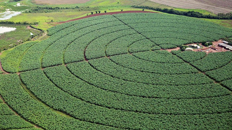Governo publica novas regras para registro de defensivos agrícolas