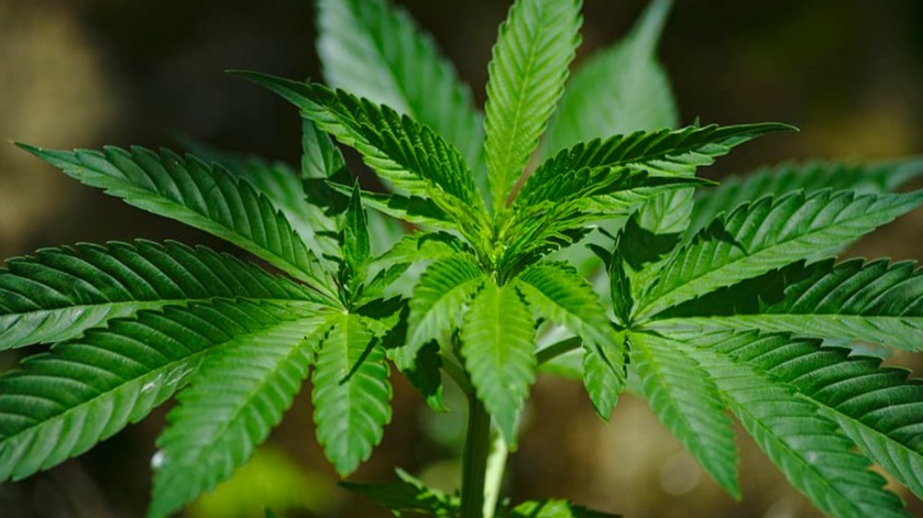 maconha