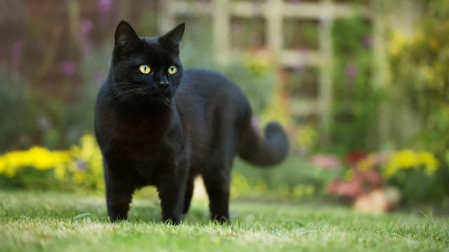 Gato 