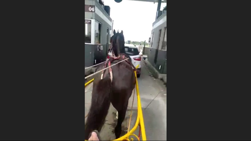 Carroça puxada por cavalo fura pedágio e aciona alarme; veja vídeo