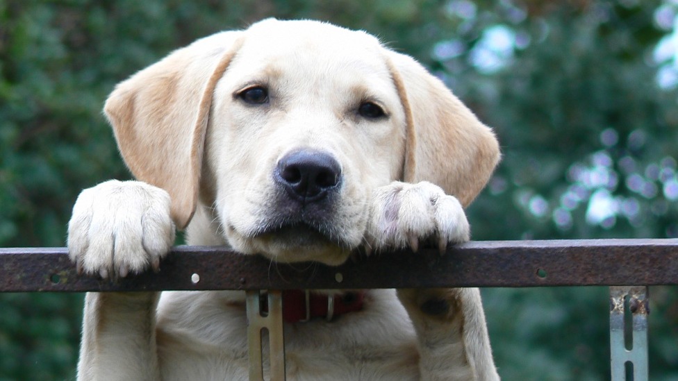 labrador