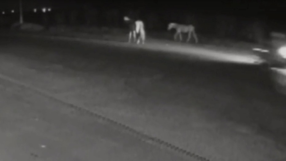 Vídeo: motociclista bate em cavalo e morre 