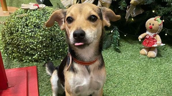 Cachorro vai em Shopping em Minas Gerais