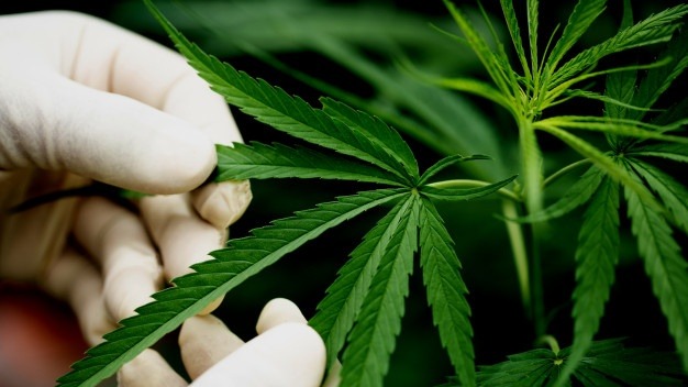 maconha