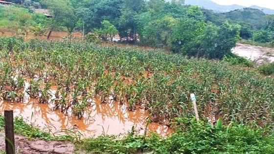 plantação