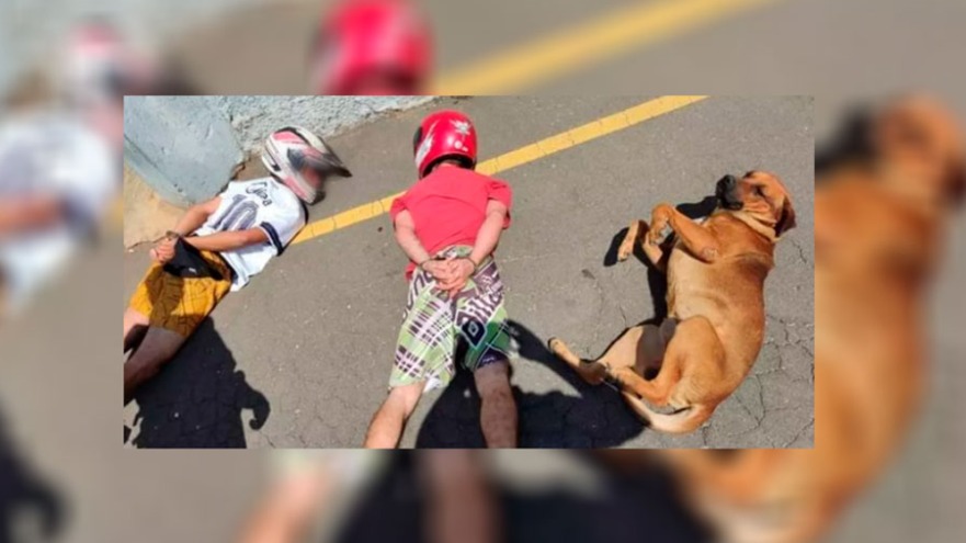 Cachorro deita com suspeitos em abordagem