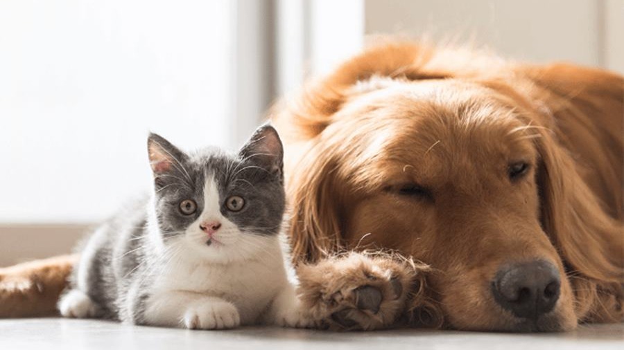 cão e gato