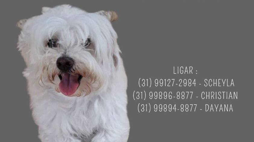 cachorro