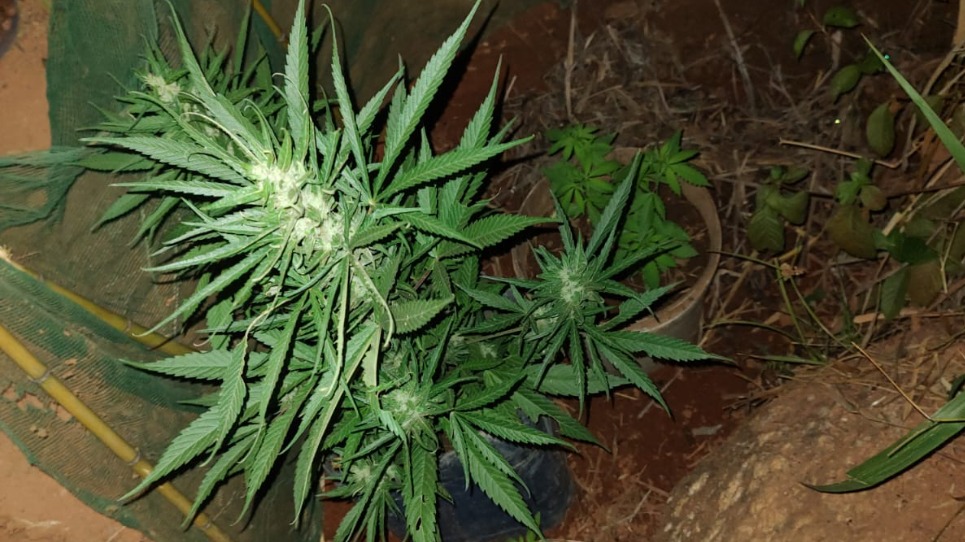 Pés de maconha em Timóteo
