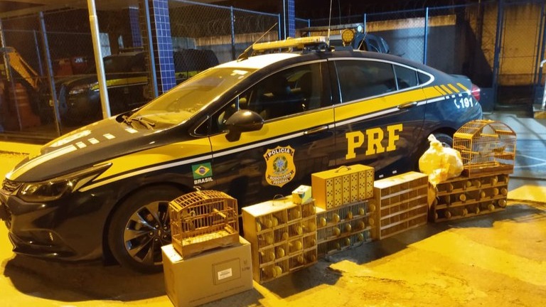 Pássaros encontrados