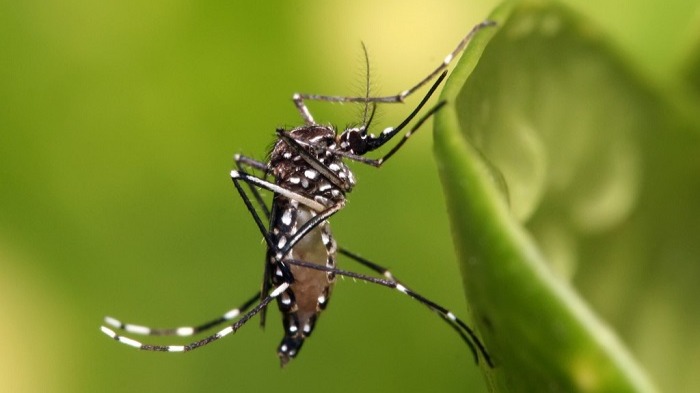 dengue