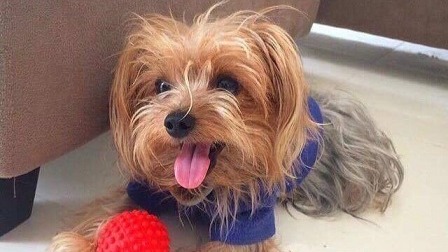 dog