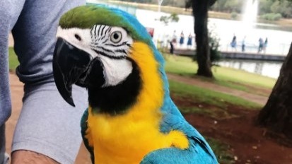 arara