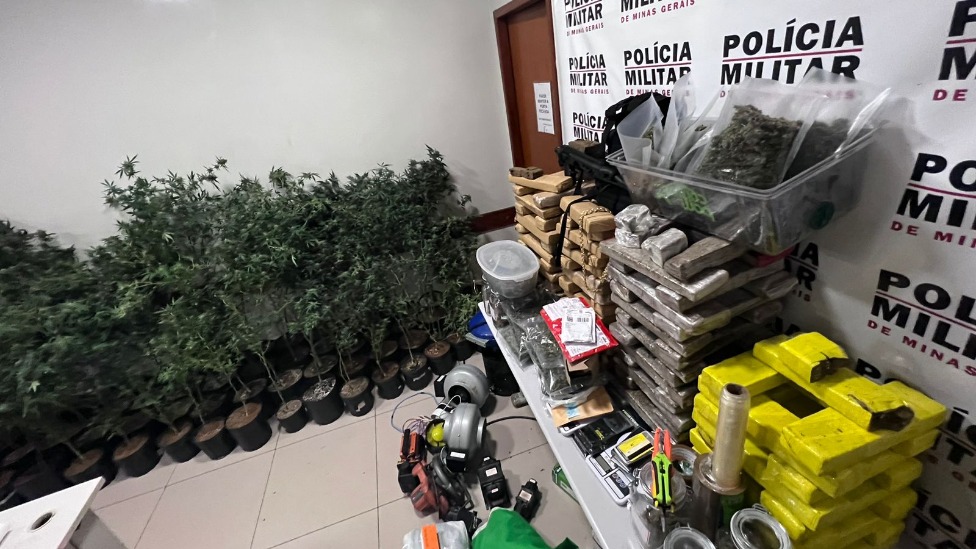 Plantação de maconha em Ipatinga