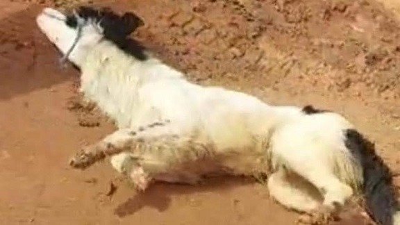 cachorro