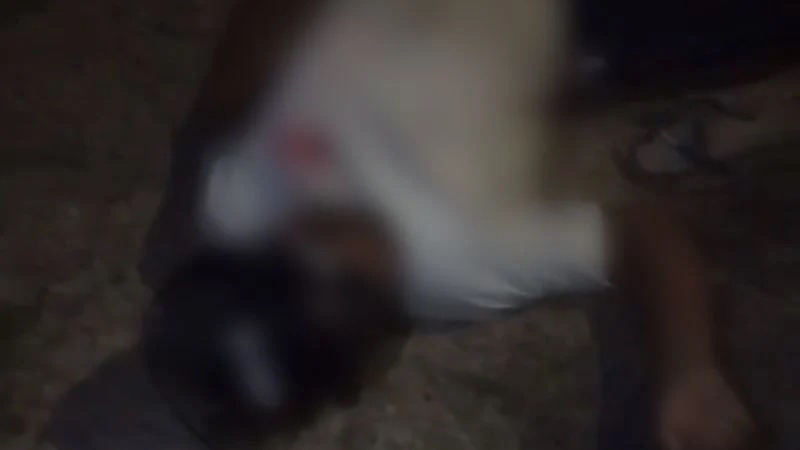 Vítima