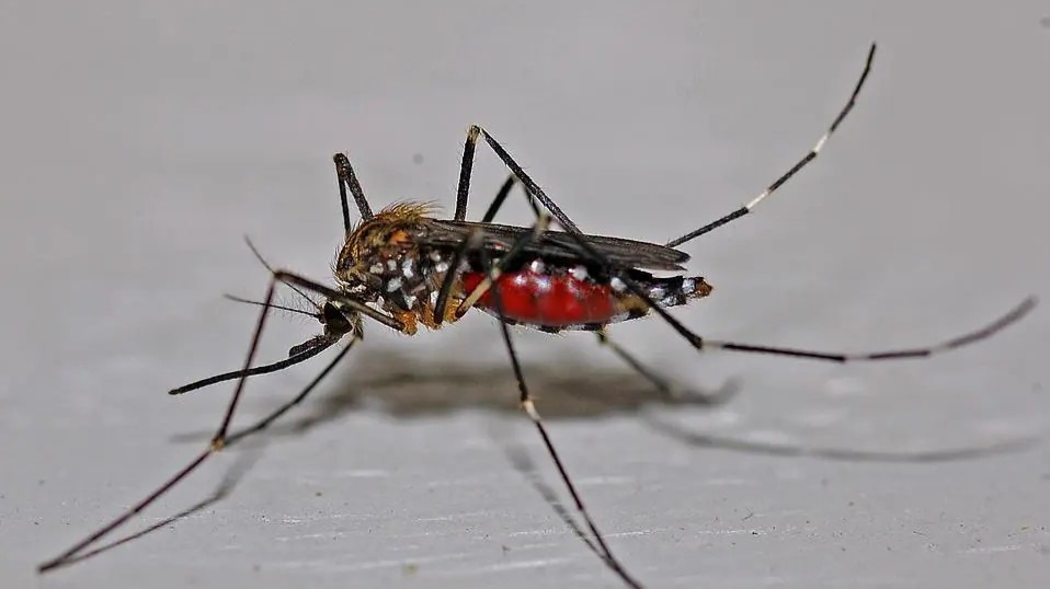 Mosquito