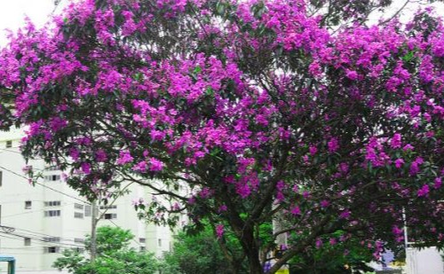 Qauresmeira