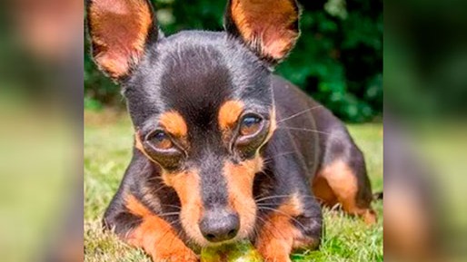 Pinscher salva crianças de ataque de rottweiler