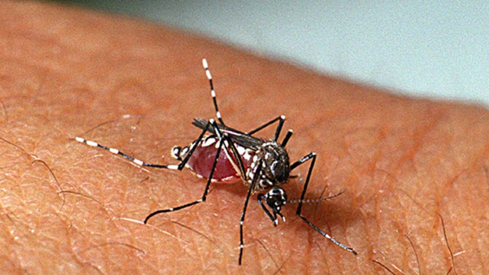 dengue