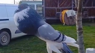 pombo