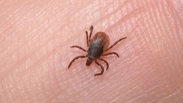 Carrapato estrela - causador da Febre Maculosa