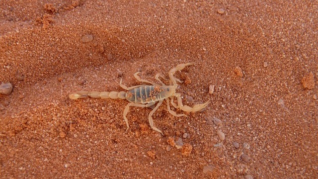 escorpião