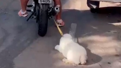 Cão arrastado