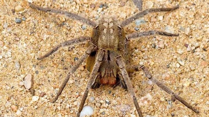 Conhecida popularmente como aranha da bananeira ou armadeira, ela é uma das espécies mais tóxicas do mundo (Rodrigo Tetsuo Argenton )
