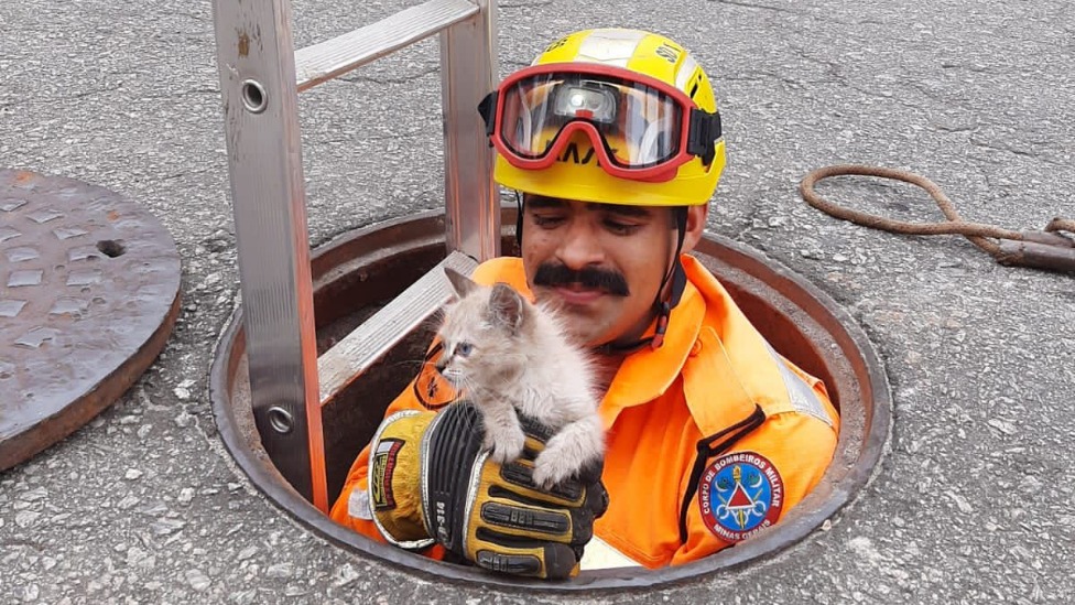 gato