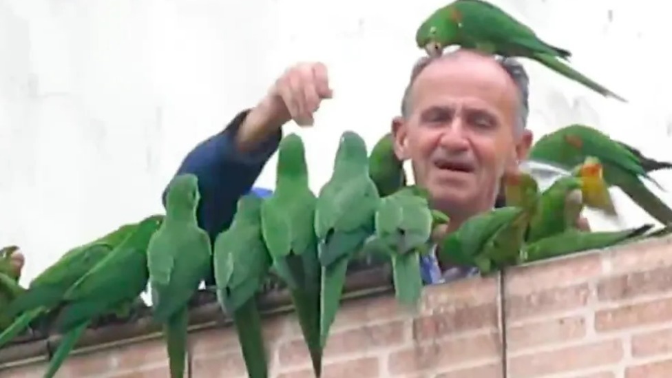 Florêncio Lopez Fernandes alimenta maritacas na janela de casa na Água Rasa, Zona Leste de SP, em vídeo de 2019 — Foto: Reprodução/Youtube/Canal Cotidiano SP