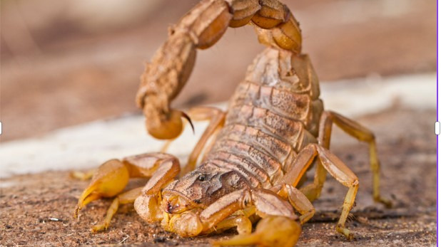 escorpiao
