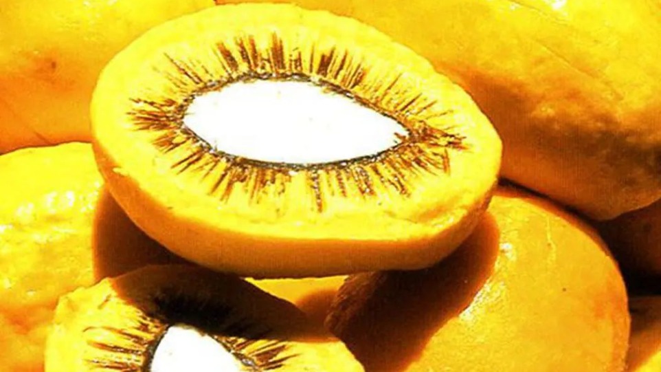 Foto: centraldocerrado.org/divulgação