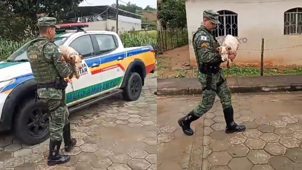 CÃO
