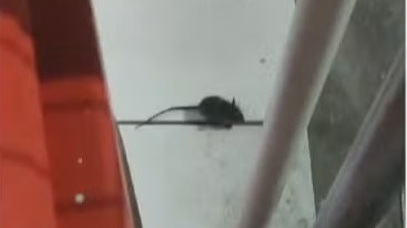 Foto: Reprodução de vídeo