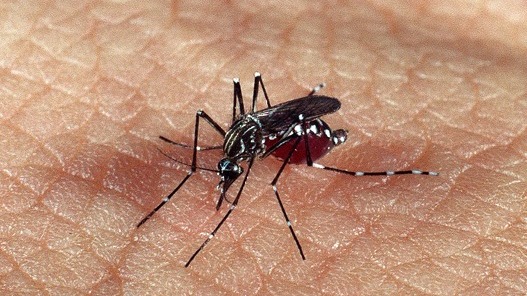 aedes