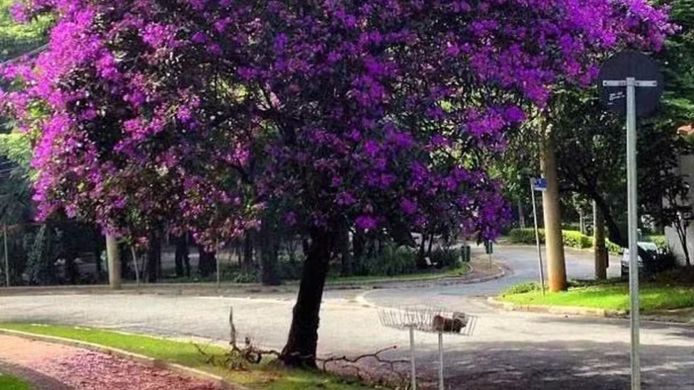  Foto: Reprodução/Plantei Garden Center