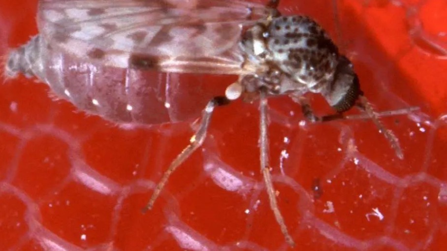  Rio de Janeiro registrou, pela primeira vez, um caso de Febre de Oropouche no estado.  Divulgação | Agricultural Research Service