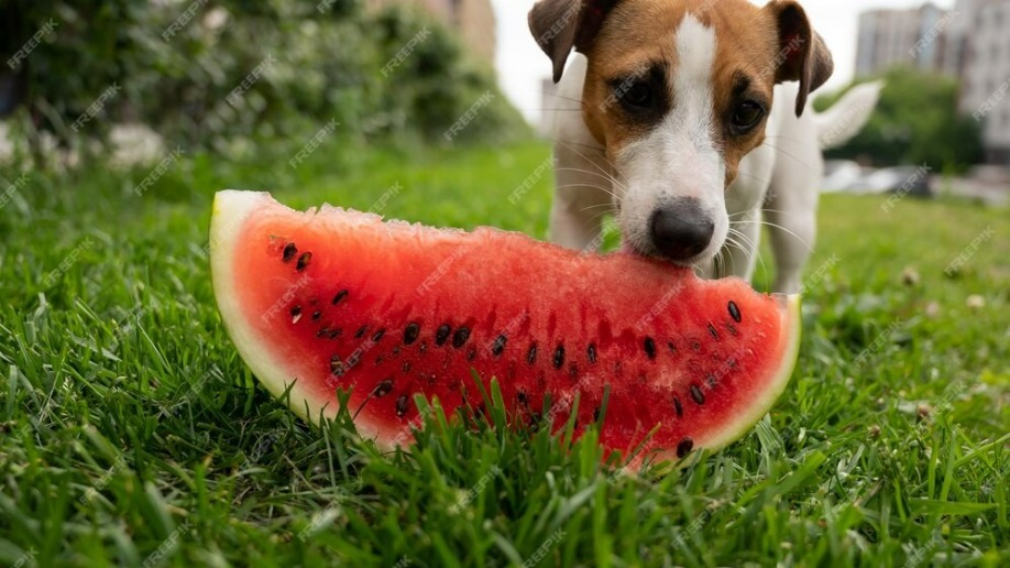 Foto: Freepik/Reprodução