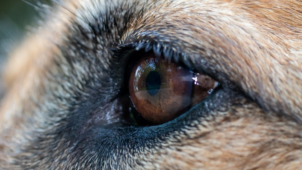Foto: Pixabay/Reprodução