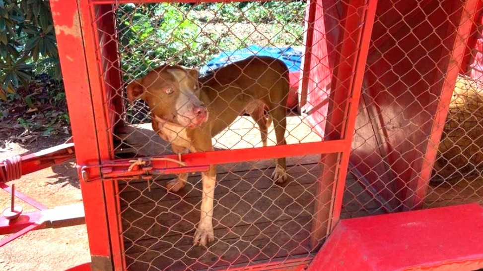 Ataque de pitbull deixa idoso ferido em Minas Gerais