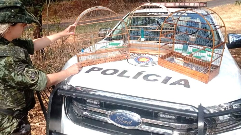 Homem é multado em R$ 1,5 mil e enfrentará processo criminal por manter aves silvestres em cativeiro em Salmourão