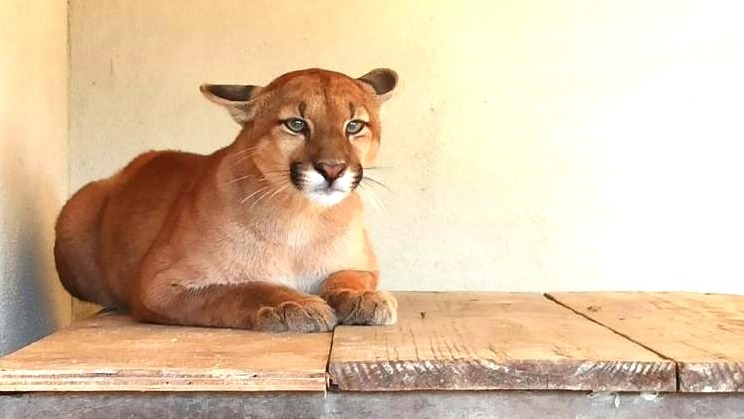 Onça-parda atropelada em MG é tratada e retorna à natureza após reabilitação