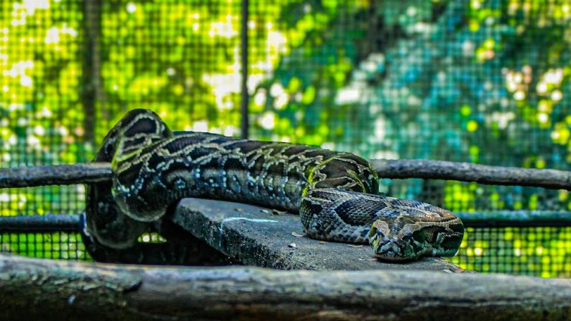 Cobra píton de 3 metros entregue à PM em Ipatinga será levada para BH