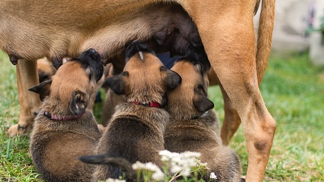 Cães possuem variação no número de mamilos? Descubra mitos e curiosidades