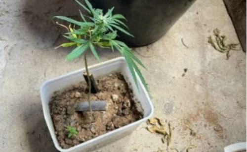Denúncia de sogra leva polícia a apreender plantação de maconha e prender suspeito