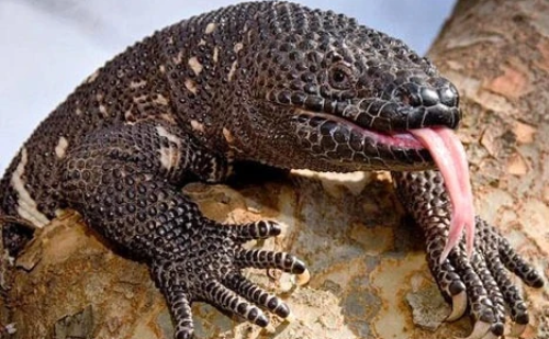 Monstro-de-gila: lagarto venenoso foi essencial para criação do Ozempic